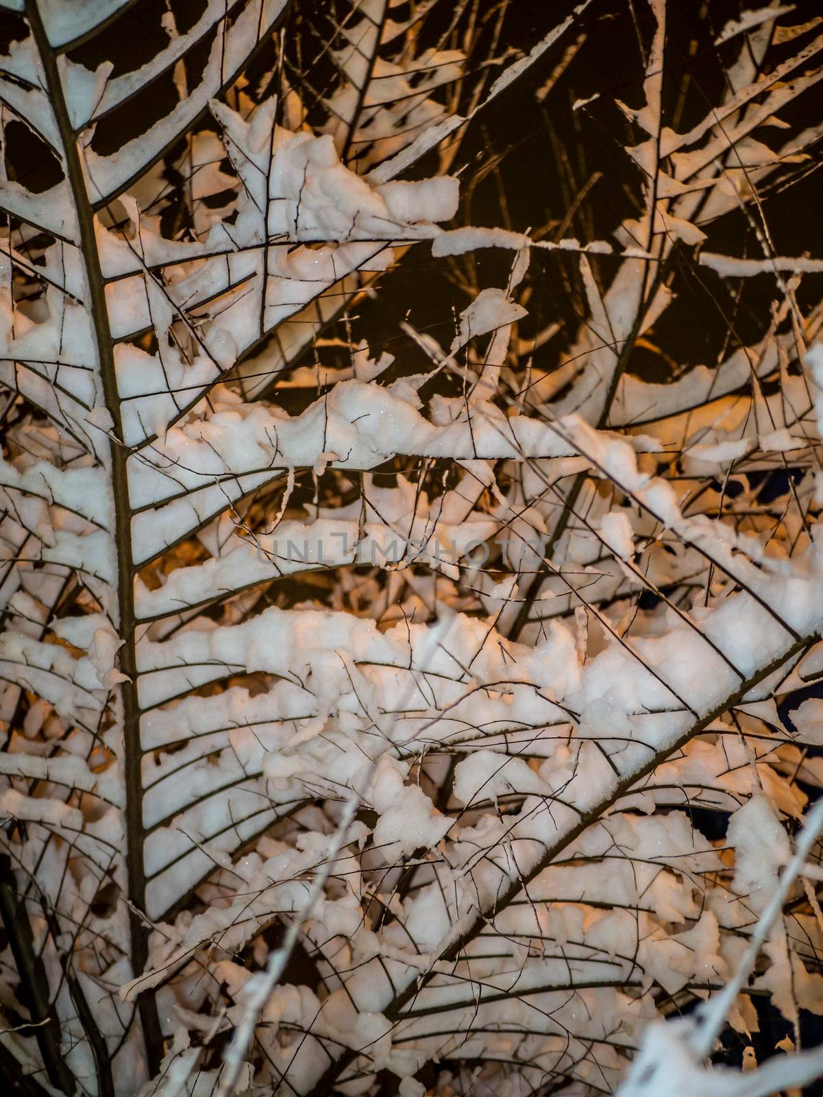 A snow-covered branch. Beautiful winter landscape with snow-covered trees. evening photo by lempro