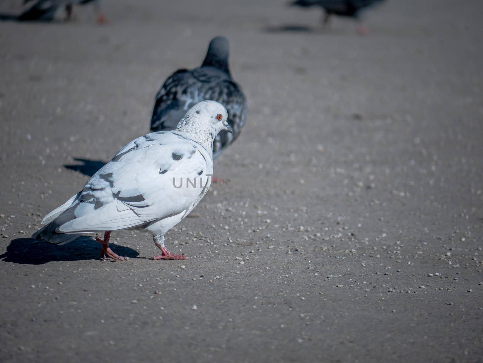 beautiful white pigeon on asphalt. general plan by lempro