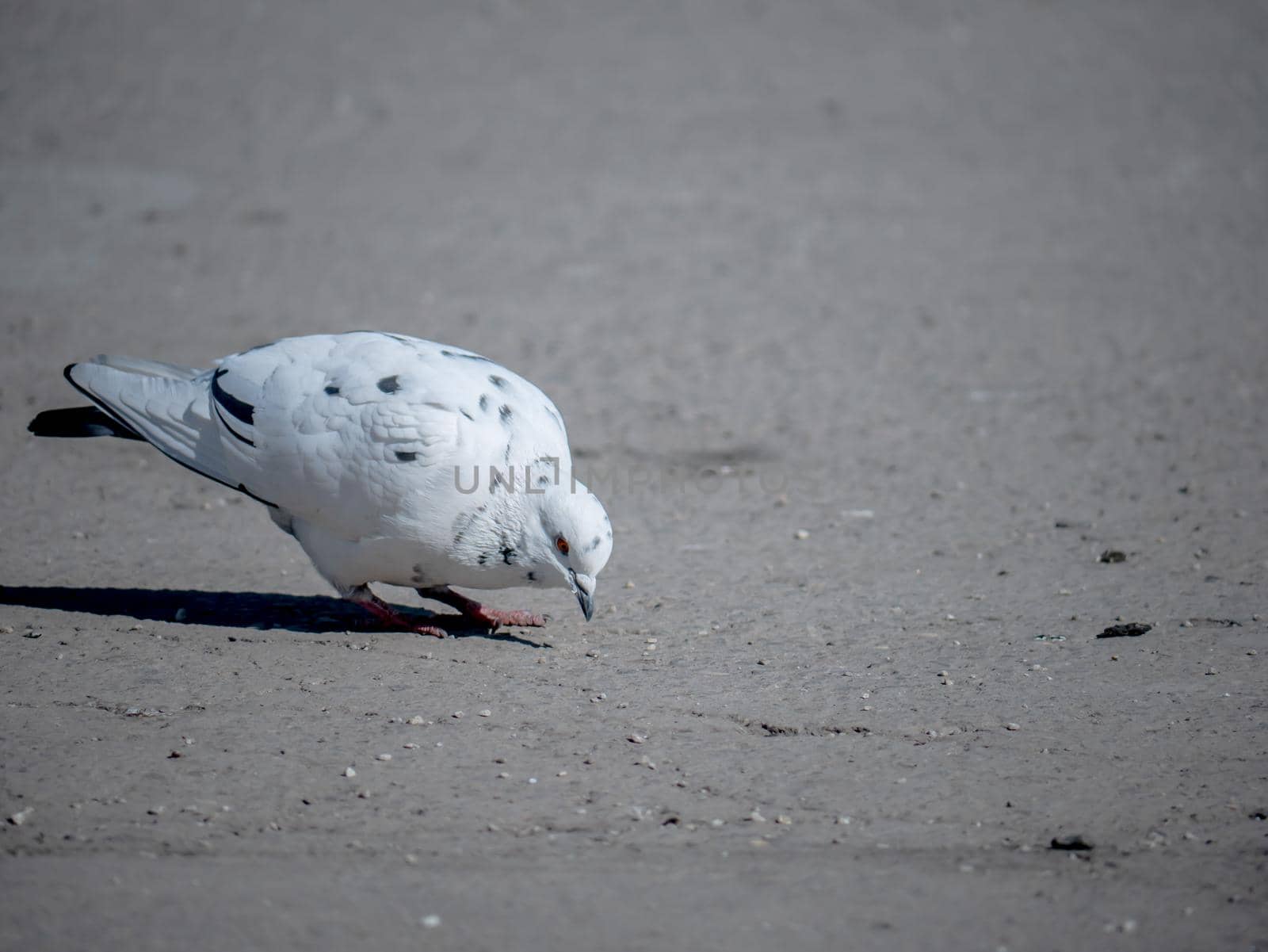 beautiful white pigeon on asphalt. color