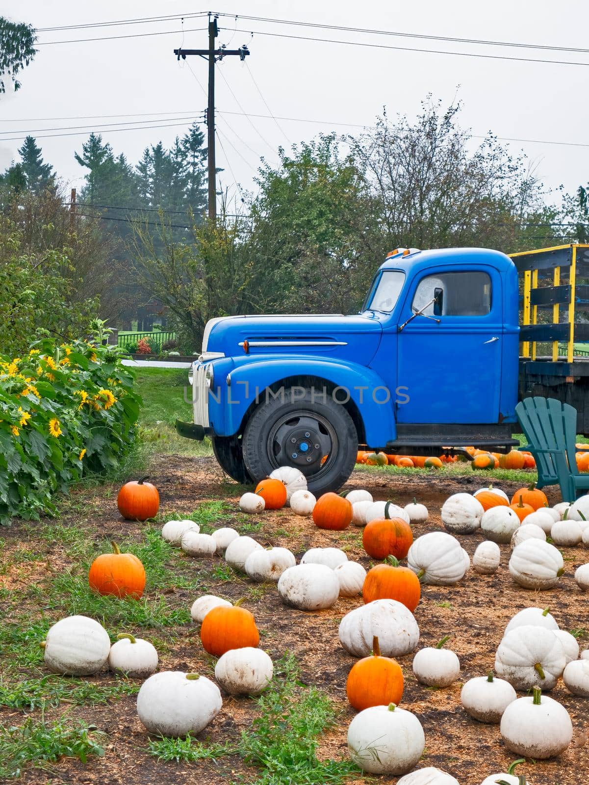 White and orange pumpkins laying on the ground beside the blue truck. Harvest season on a farm
