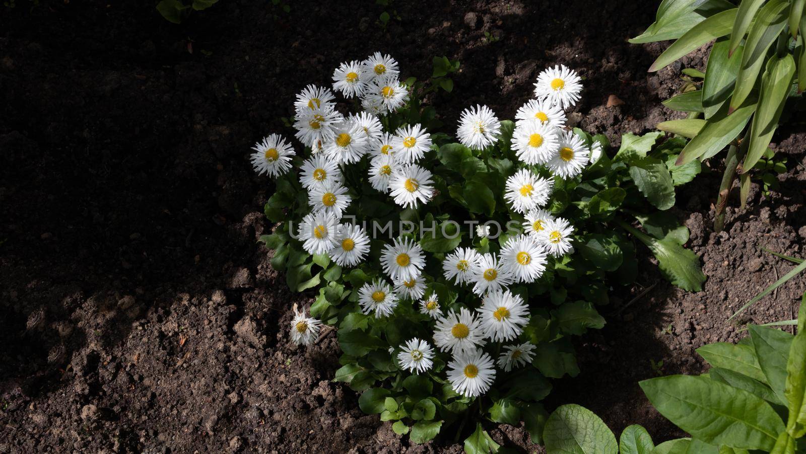 Beautiful chamomile flowers in meadow. Spring or summer nature scene with blooming daisy in sun flares by lapushka62