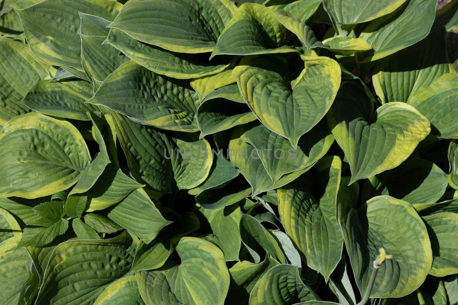 Large green leaves of the perennial Hosta plant grow in a flower bed in the garden. Sunlight. Daylight. by lapushka62