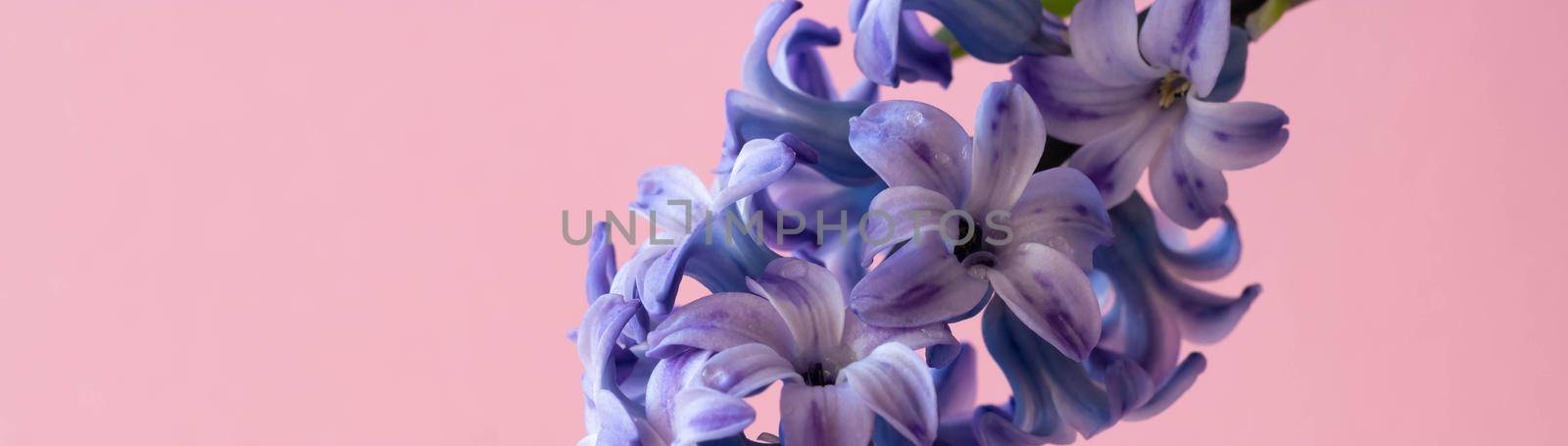 Panorama of a lilac hyacinth flower highlighted on a pink background.The first spring flower is a lilac hyacinth. Place for your text by lapushka62