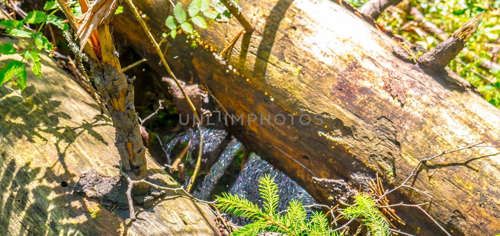 Forest. Woodland. Summer green firs and pine in forest. Russian wild nature in sunlight.