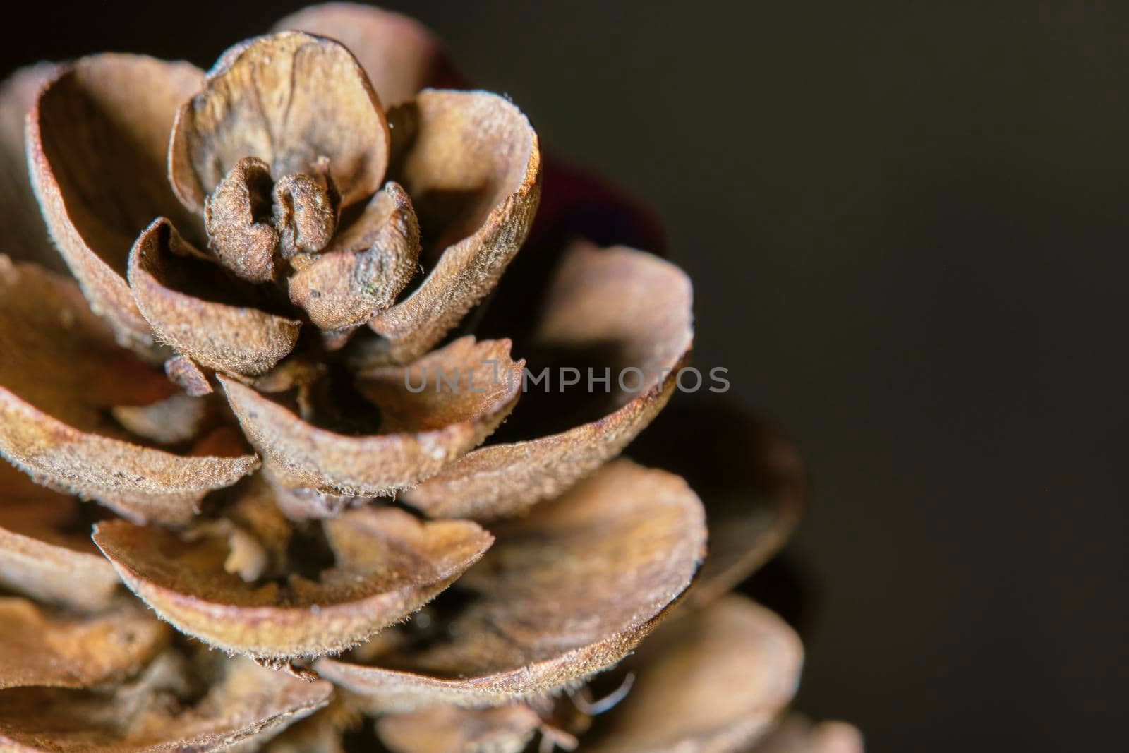 macro leaf bumps, low light, gray background color