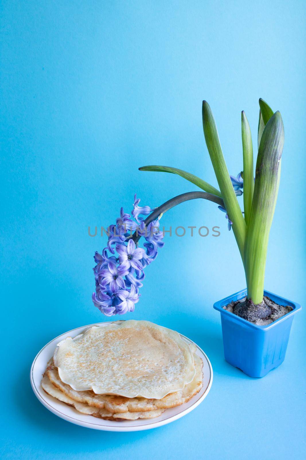 On a blue background, a lilac hyacinth flower in a pot, next to a plate of pancakes