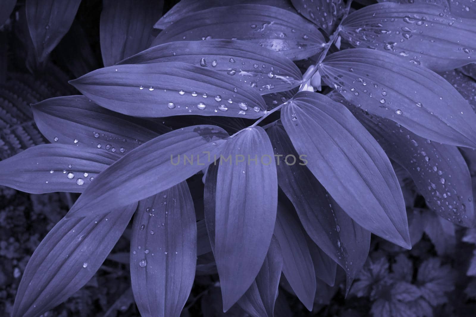 Tropical leaves with droplets, the trending color of 2022, very peri, natural background. by lapushka62