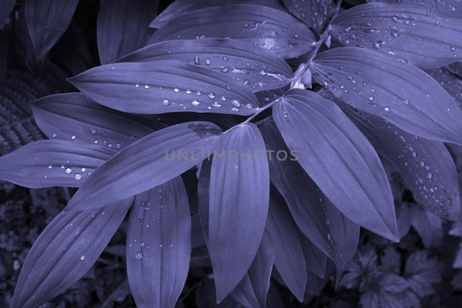 Tropical leaves with droplets, the trending color of 2022, very peri, natural background