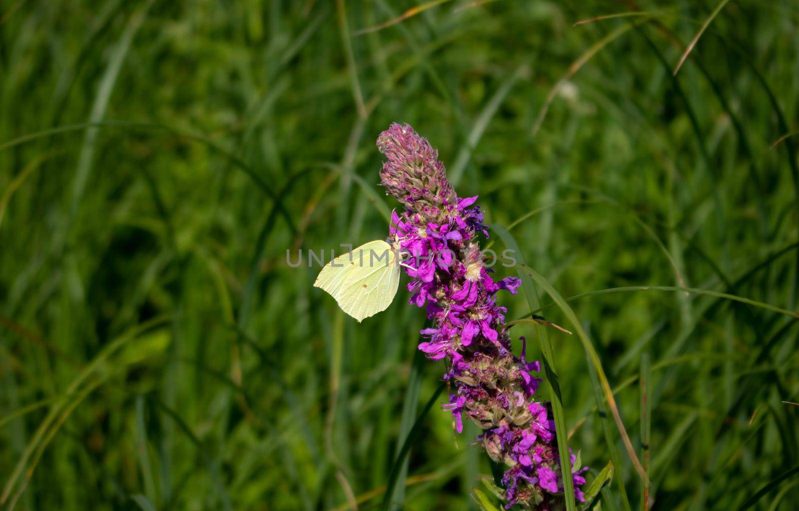 On a bright summer day, a white butterfly on a purple-lilac meadow flower.