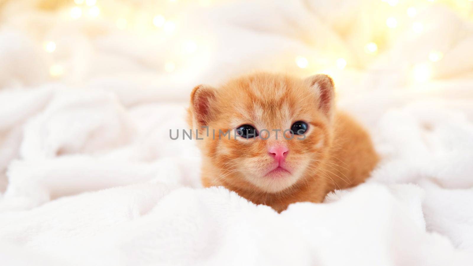 Small Christmas orange kitten is sweetly basking with christmas garland on a light soft background. Soft and cozy. Christmas, home comfort and new year holidays, Easter, Valentines Day concept
