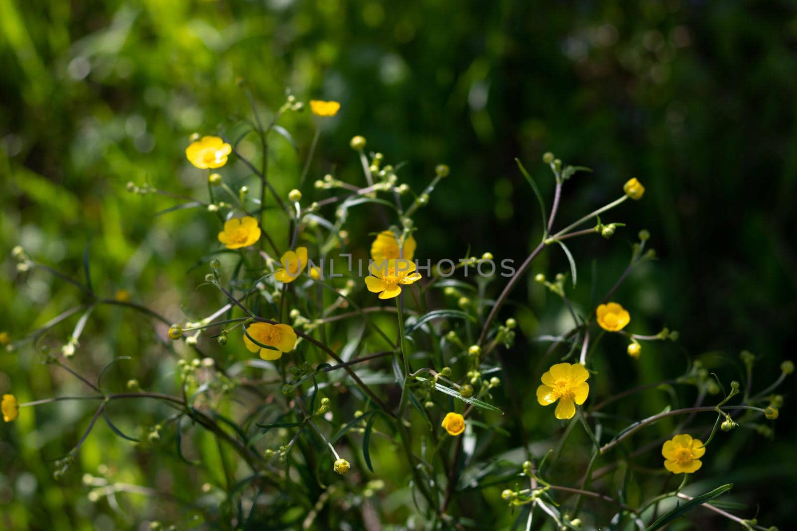 Meadow buttercups floral view with green natural background.