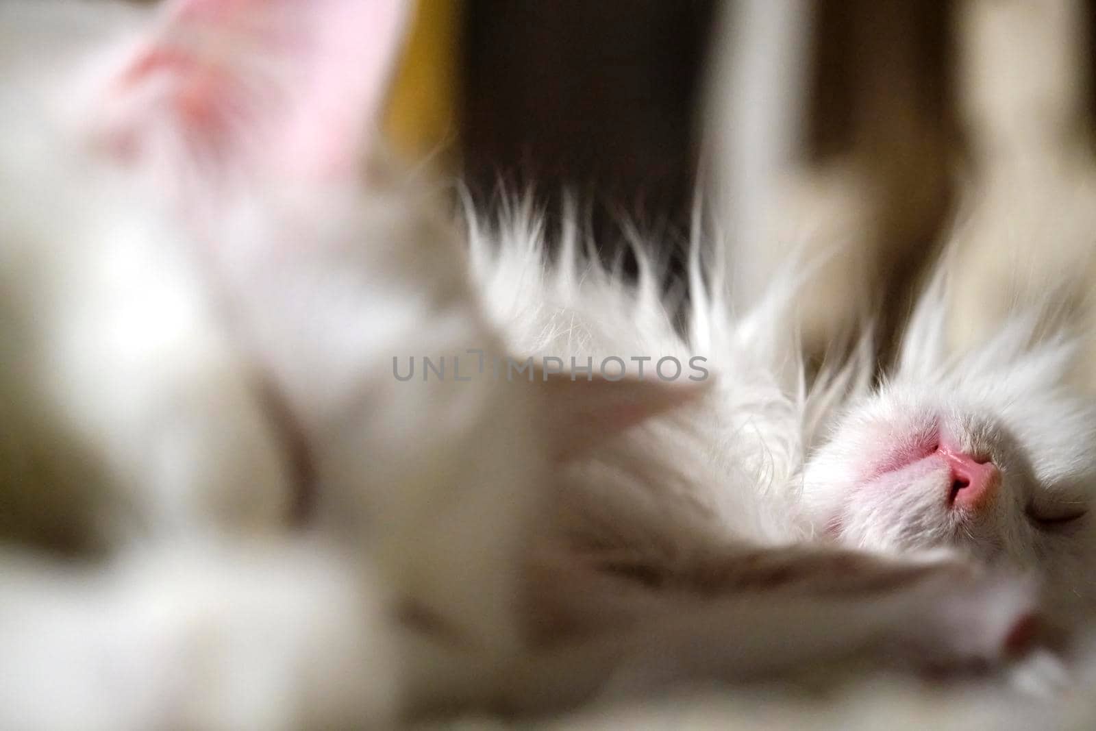 Two beautiful white cats sleep close-up, low light, focus on second plan color by lempro