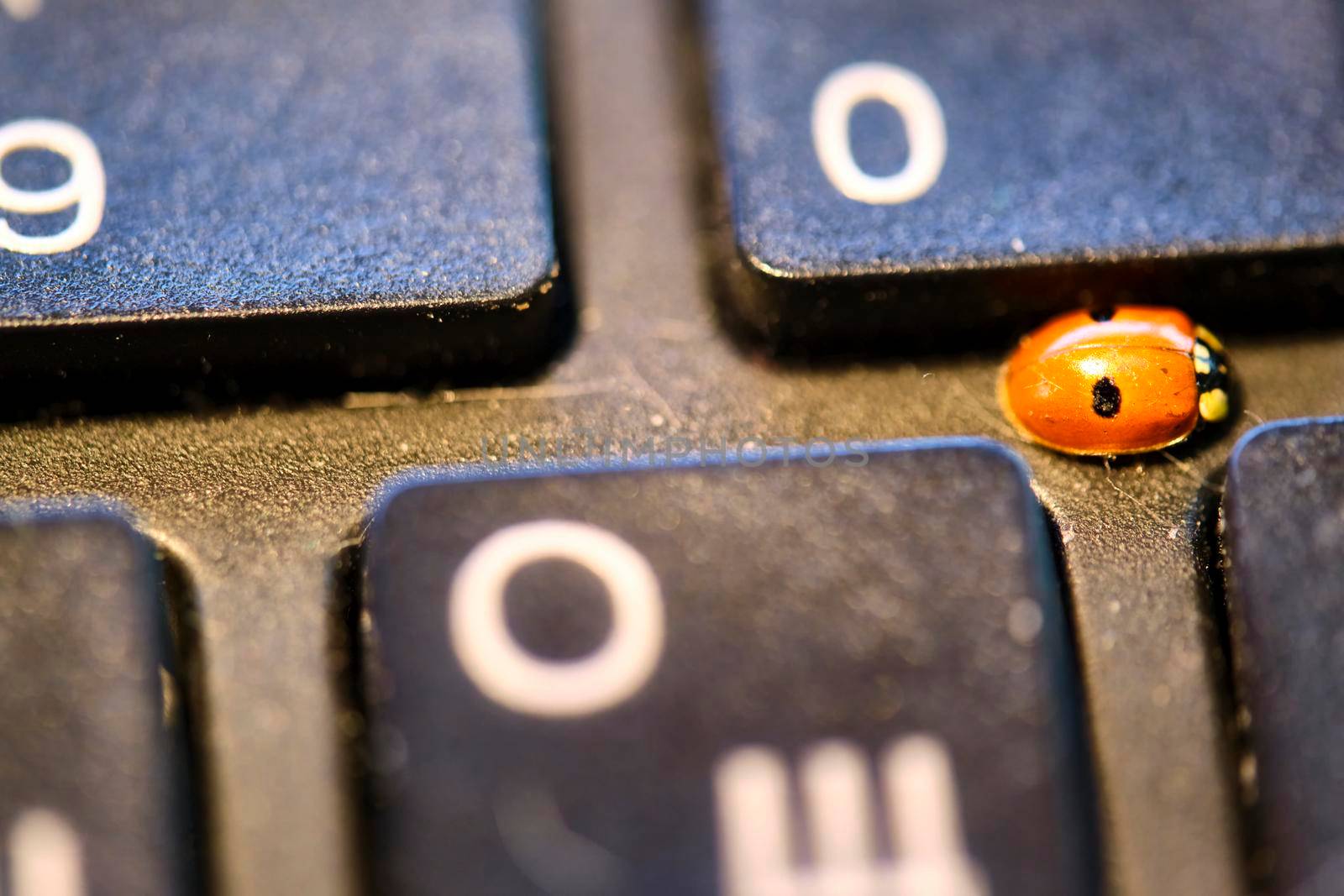 A ladybug sits on a computer keyboard