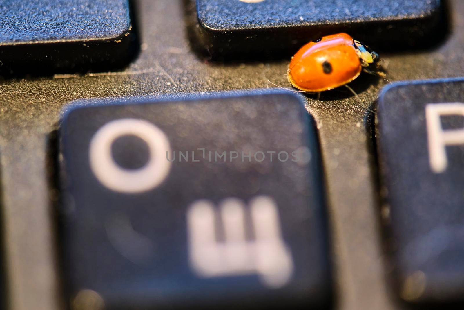 A ladybug sits on a computer keyboard