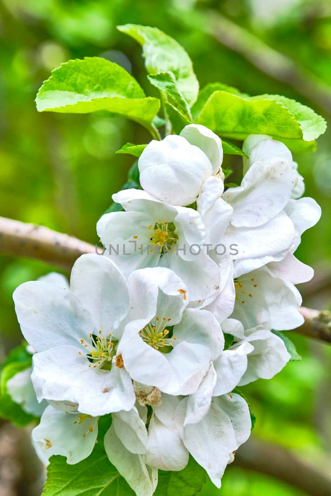 Apple blossoms on a branch macro