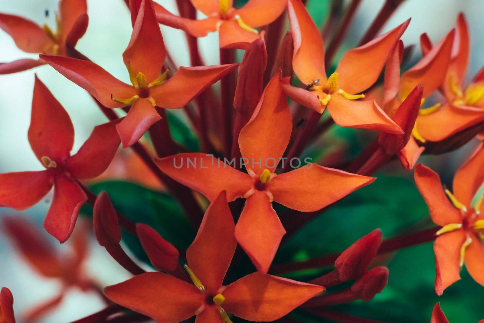 Real Abstract nature beauty photo background. RED orangish Santan Ixora Jungle Geranium flower bush garden plant. Macro close up Inflorescence four petals bloom yellow stamen. Botanic care, summer.