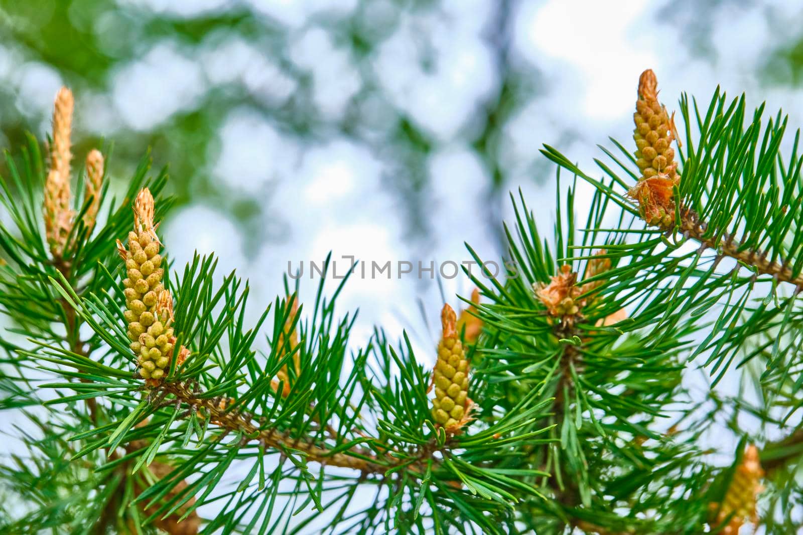 the young bump grows on a branch of spruce