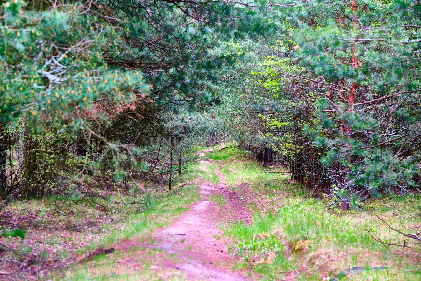 Forest path sunlight scene. Deep forest trail view. Forest trail landscape.