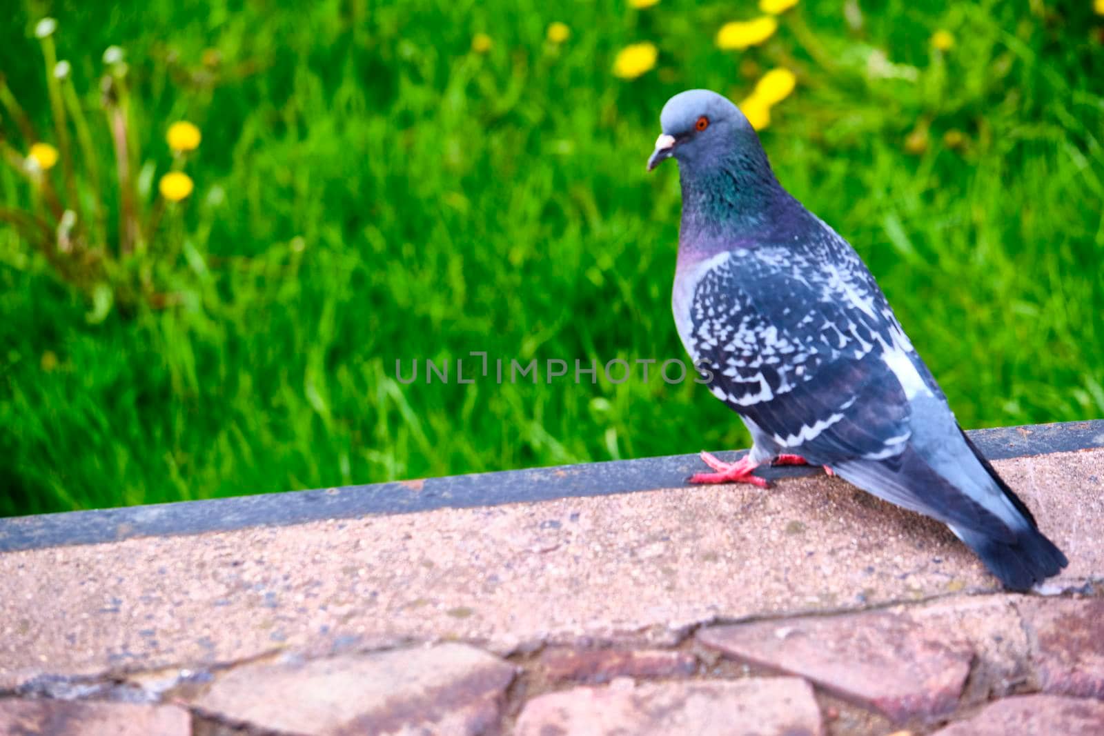 Pigeon Dove in the city streets Urban Birds. color by lempro