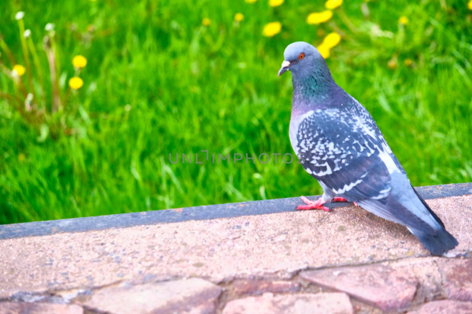 Pigeon Dove in the city streets Urban Birds. color by lempro