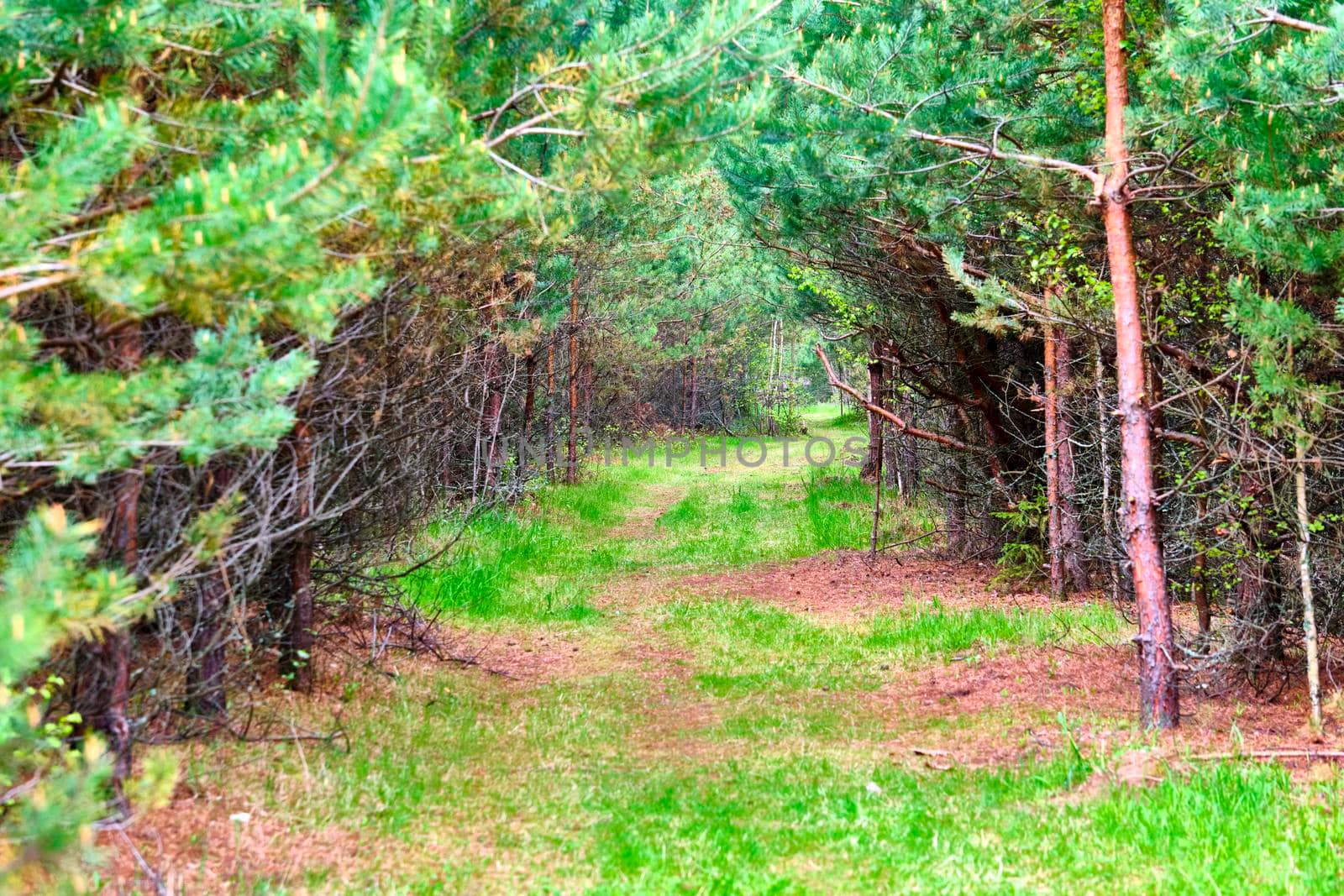 Forest path sunlight scene. Deep forest trail view. Forest trail landscape.