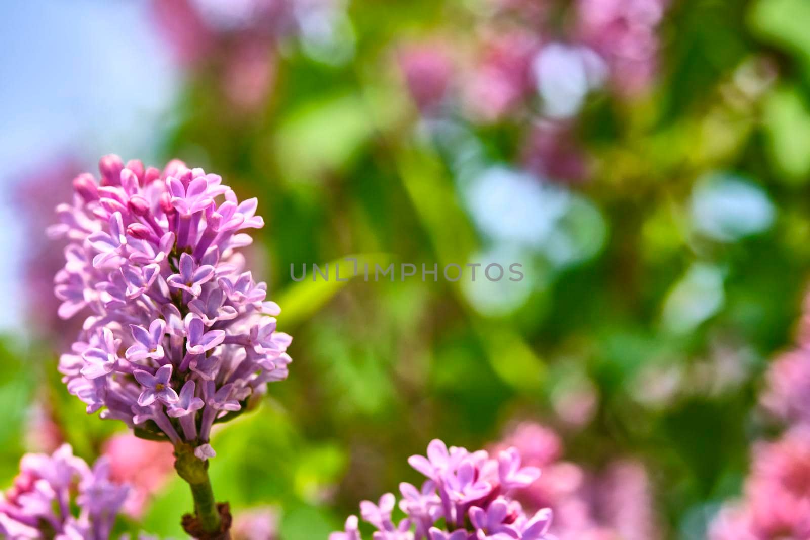 macro purple lilac flowers on a branch in spring. blurred background, color by lempro