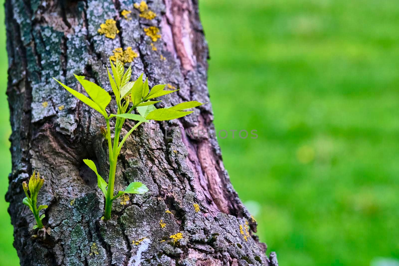 Leaves Grow From Trunk Of Poplar Tree.