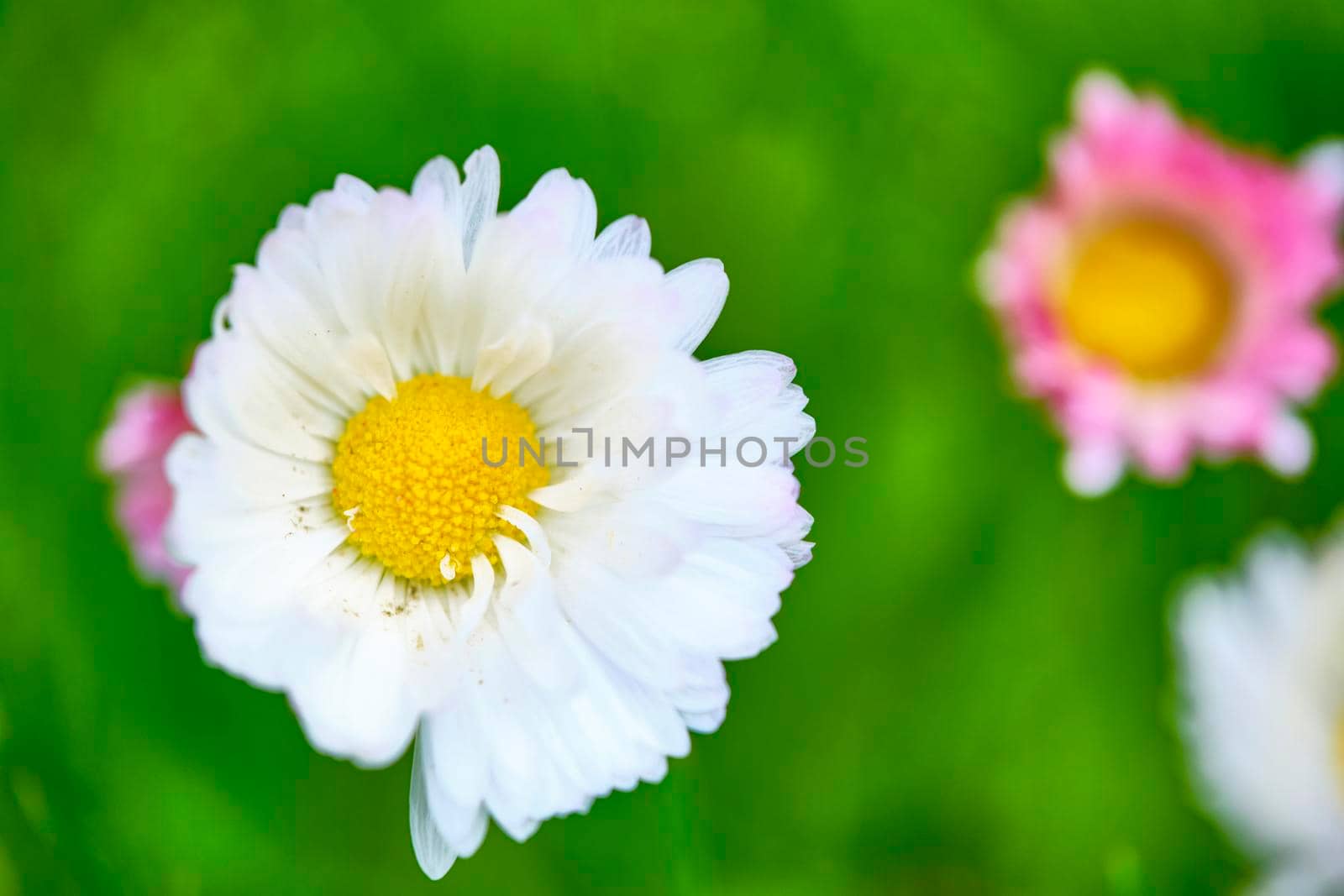 Closeup of wild daisy flowers. Romantic daisy flower at sunny summer day. Oxeye daisy, Leucanthemum vulgare, daisies,Moon daisy. Flower background. by lempro