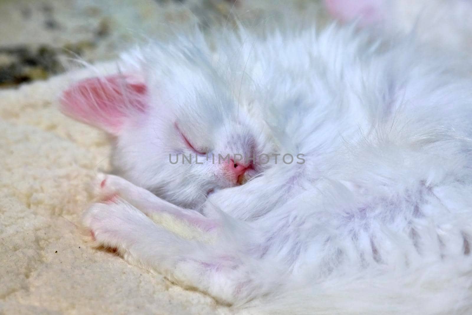 White Kitten Sleeps close up by lempro