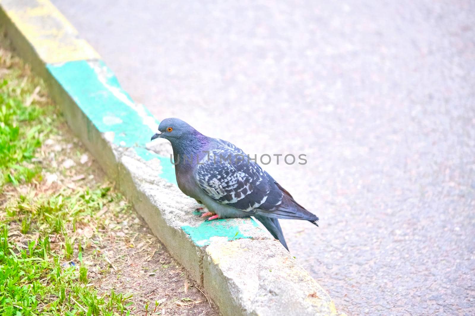 two pigeons sit on the kerb close-up by lempro