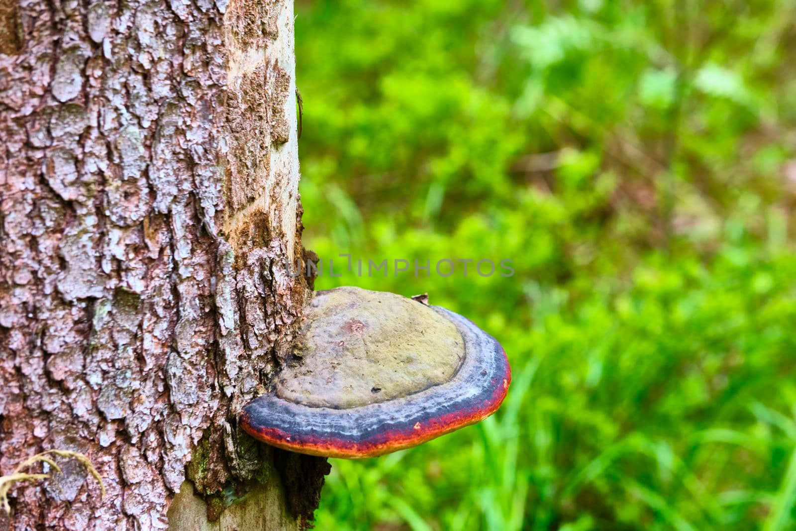 Chaga mushroom Inonotus obliquus on the trunk of a tree on a background of yellow autumn foliage. Close-up. Bokeh background color by lempro