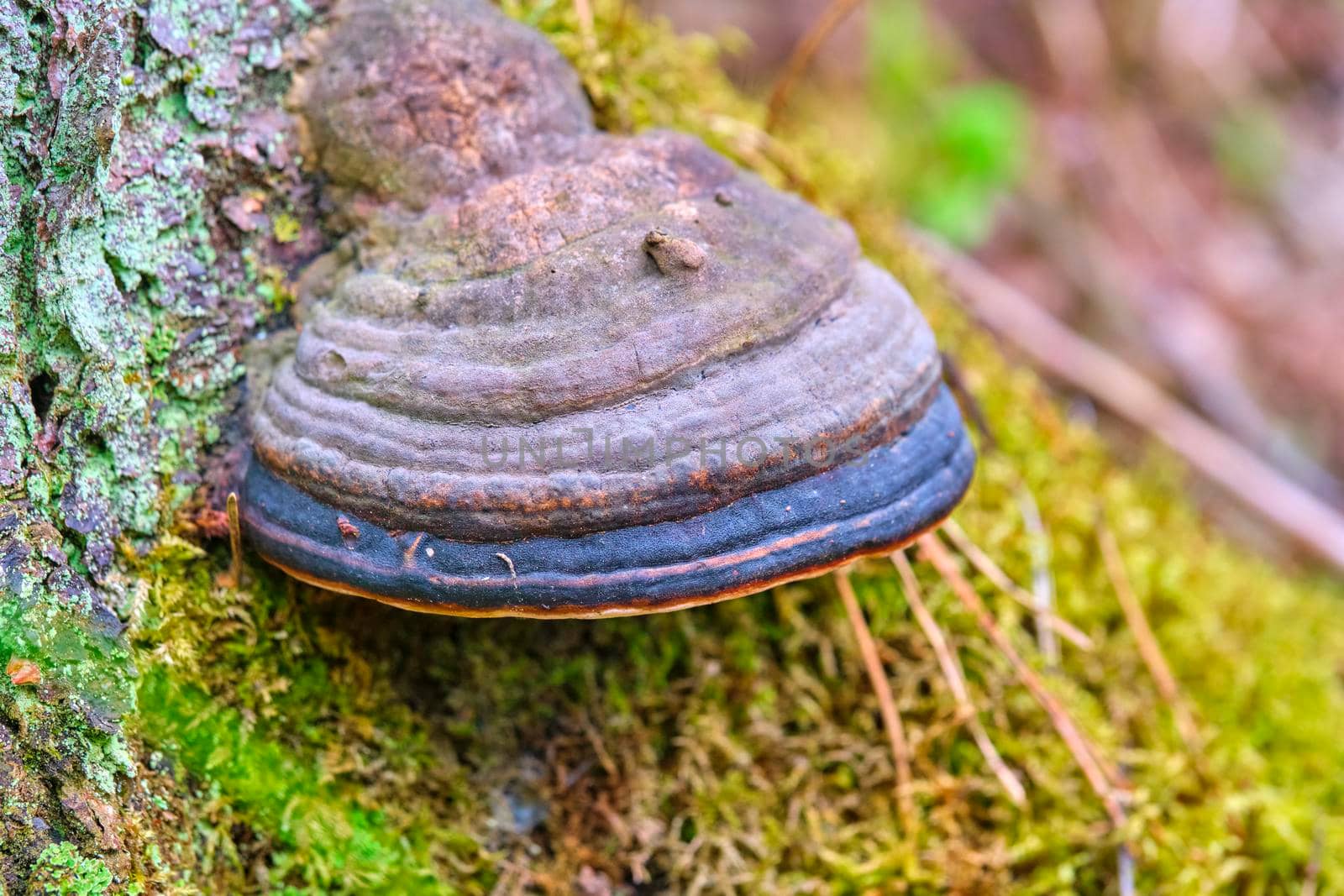 Chaga mushroom Inonotus obliquus on the trunk of a tree on a background of yellow autumn foliage. Close-up. Bokeh background color by lempro