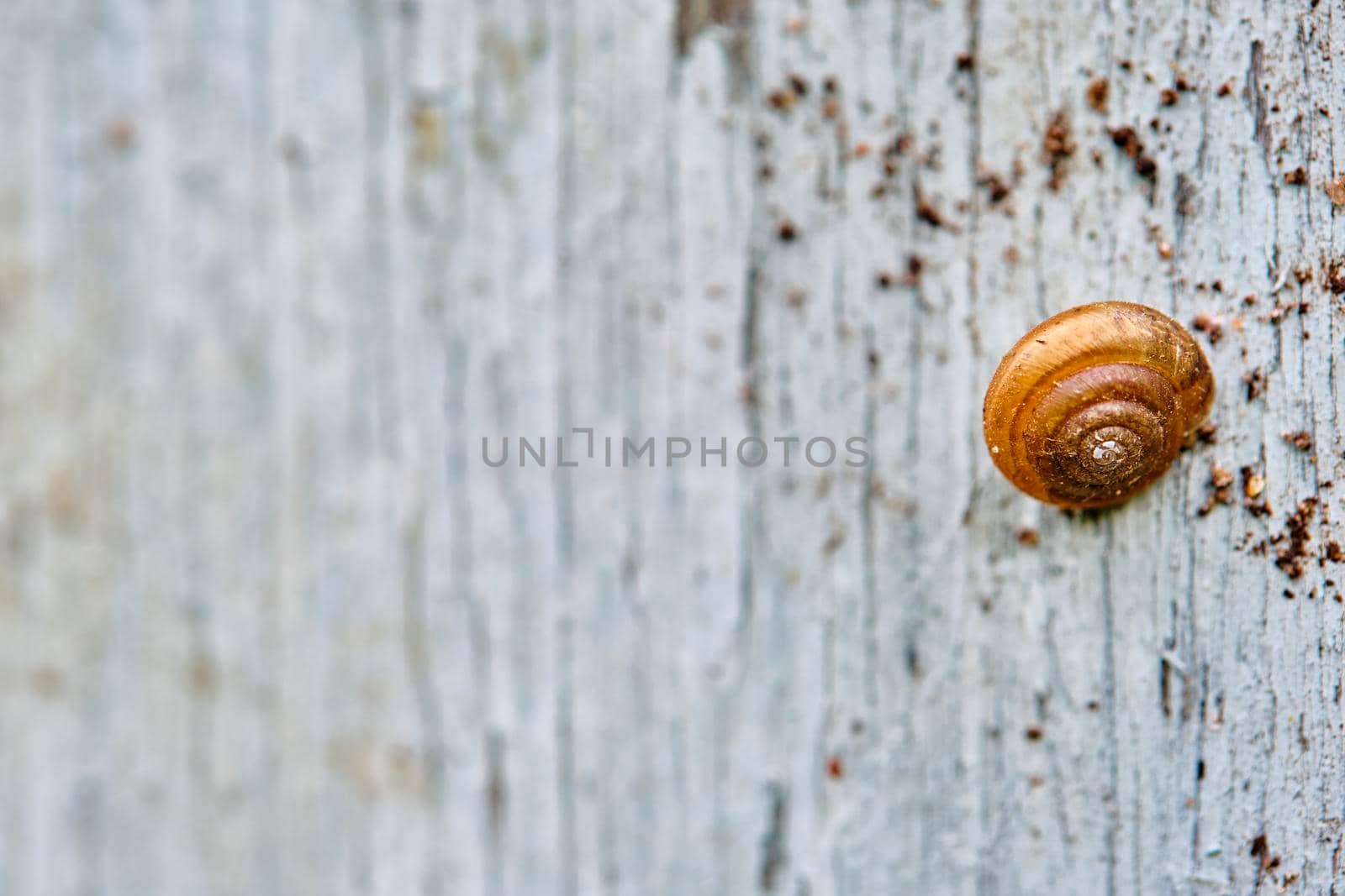 garden snail sits on an old board