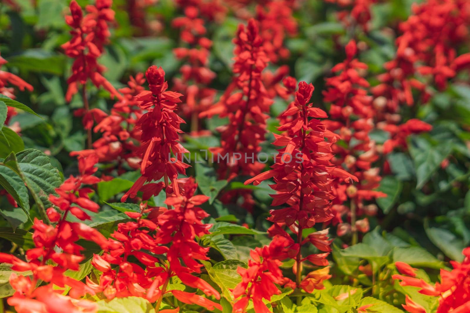 BANNER Real Abstract nature photo background. RED Salvia splendens Herbaceous perennial. Macro close Bedding Edging flower plant. Inflorescence petal bloom. Botanic study, garden care, summer sun day.