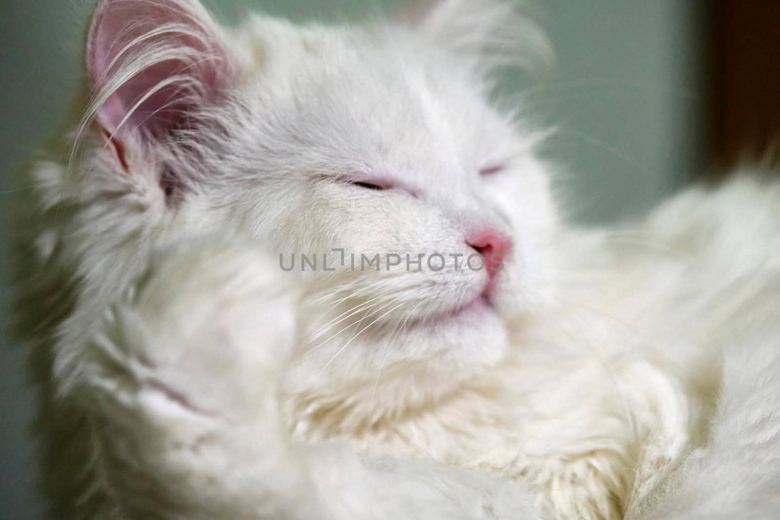 White turkish angore cat licks close-up color macro by lempro