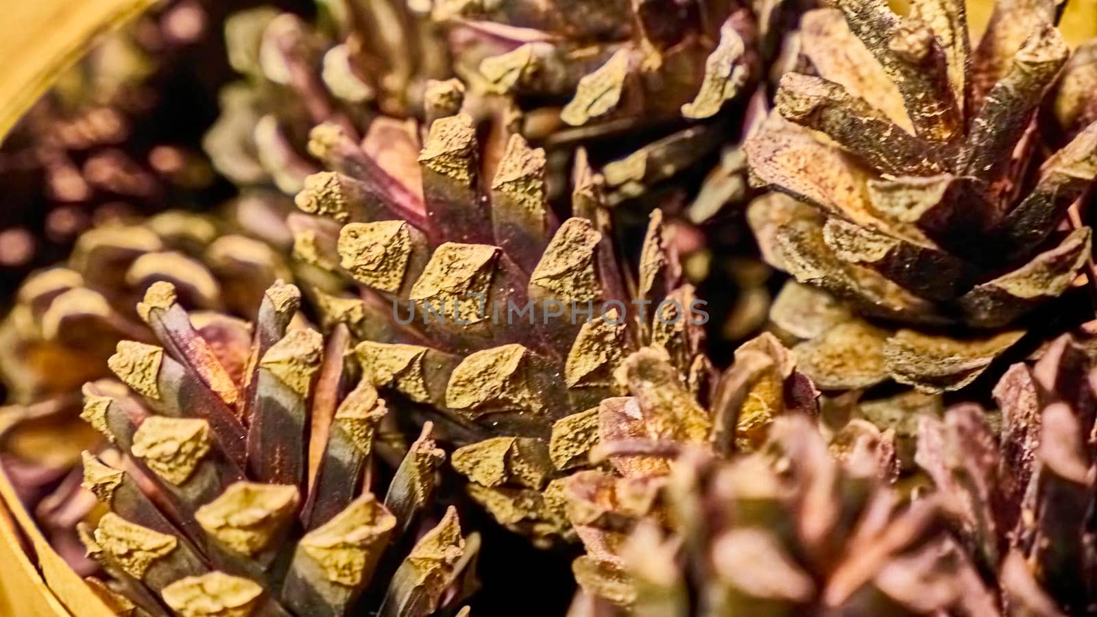 many lots of pine cones macro photo