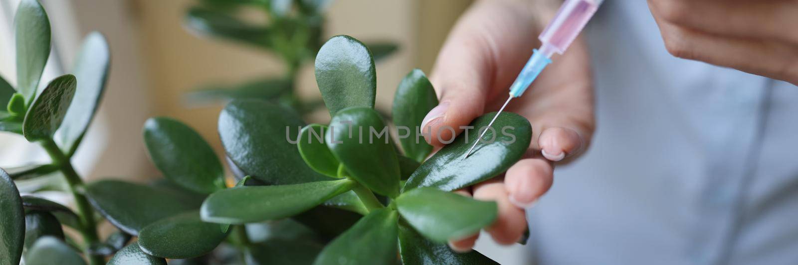 Close-up of female hands holding injection syringe with pink liquid. Woman injecting chemical substance in green leaf of plant. Genetic engineering techniques and laboratory research concept