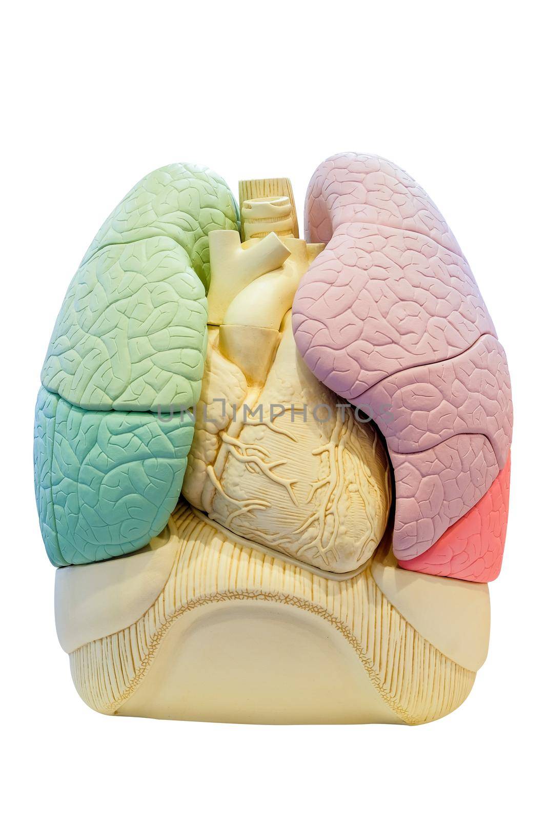 Anatomy segment lung model,  internal organs of human body for use in medical education, isolated on white background