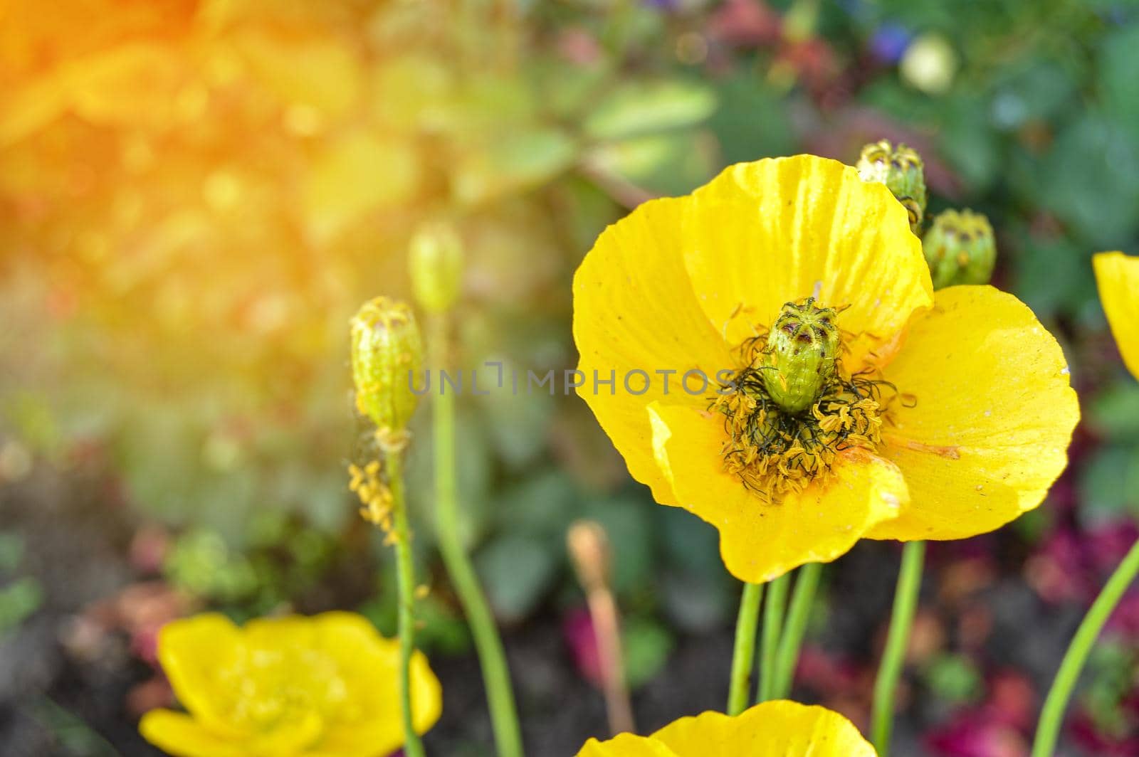 Bright yellow flowers of ashsholtsia growing on a flower bed in the garden, outdoors, on a sunny summer day by claire_lucia