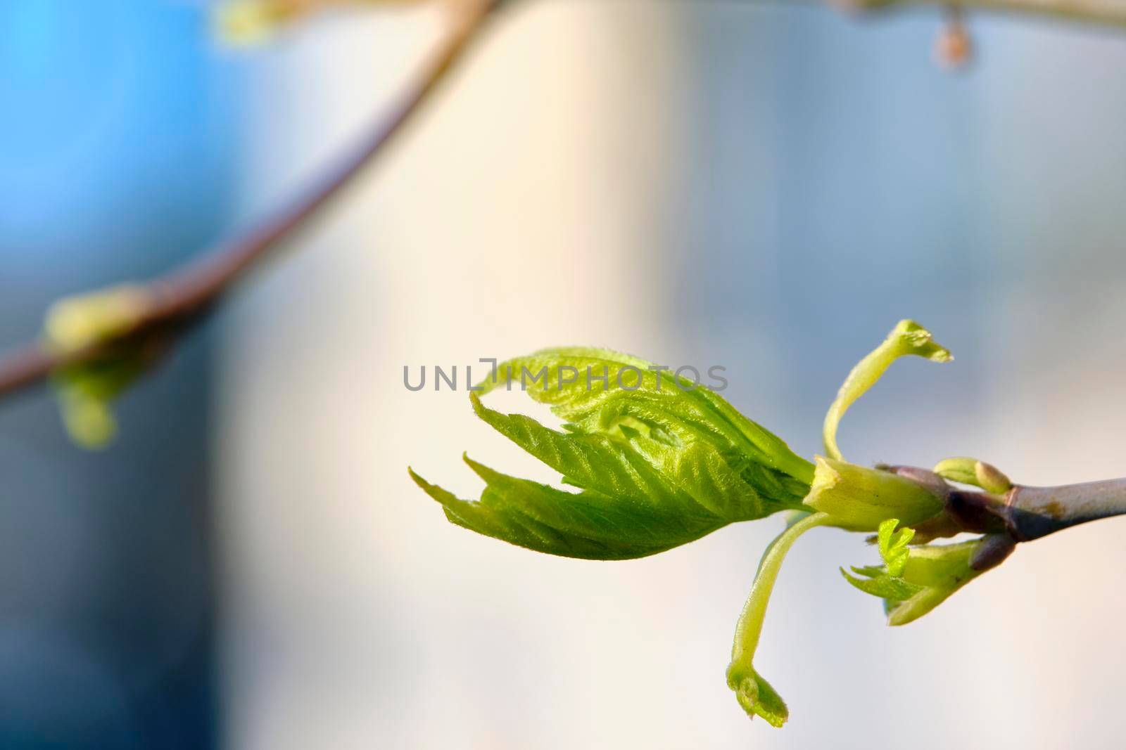 macro poplar kidneys color close up nature by lempro