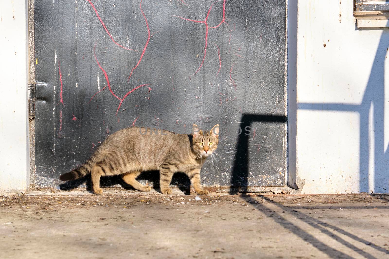 street cat near the door color