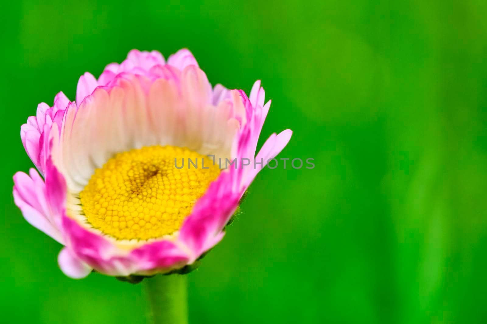 pink field flower close-up, blurred background. View from above