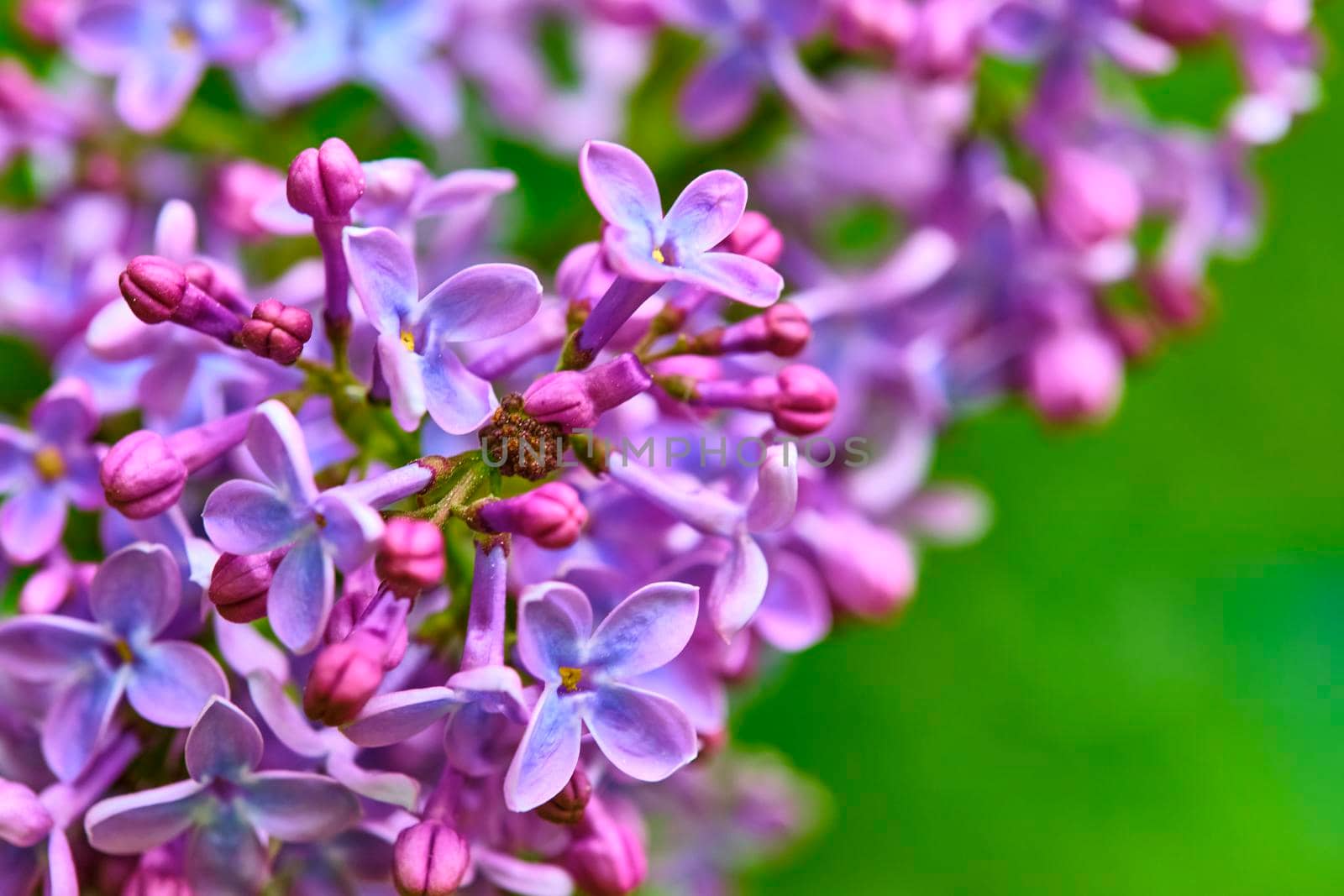 macro purple lilac flowers on a branch in spring. blurred background, color by lempro