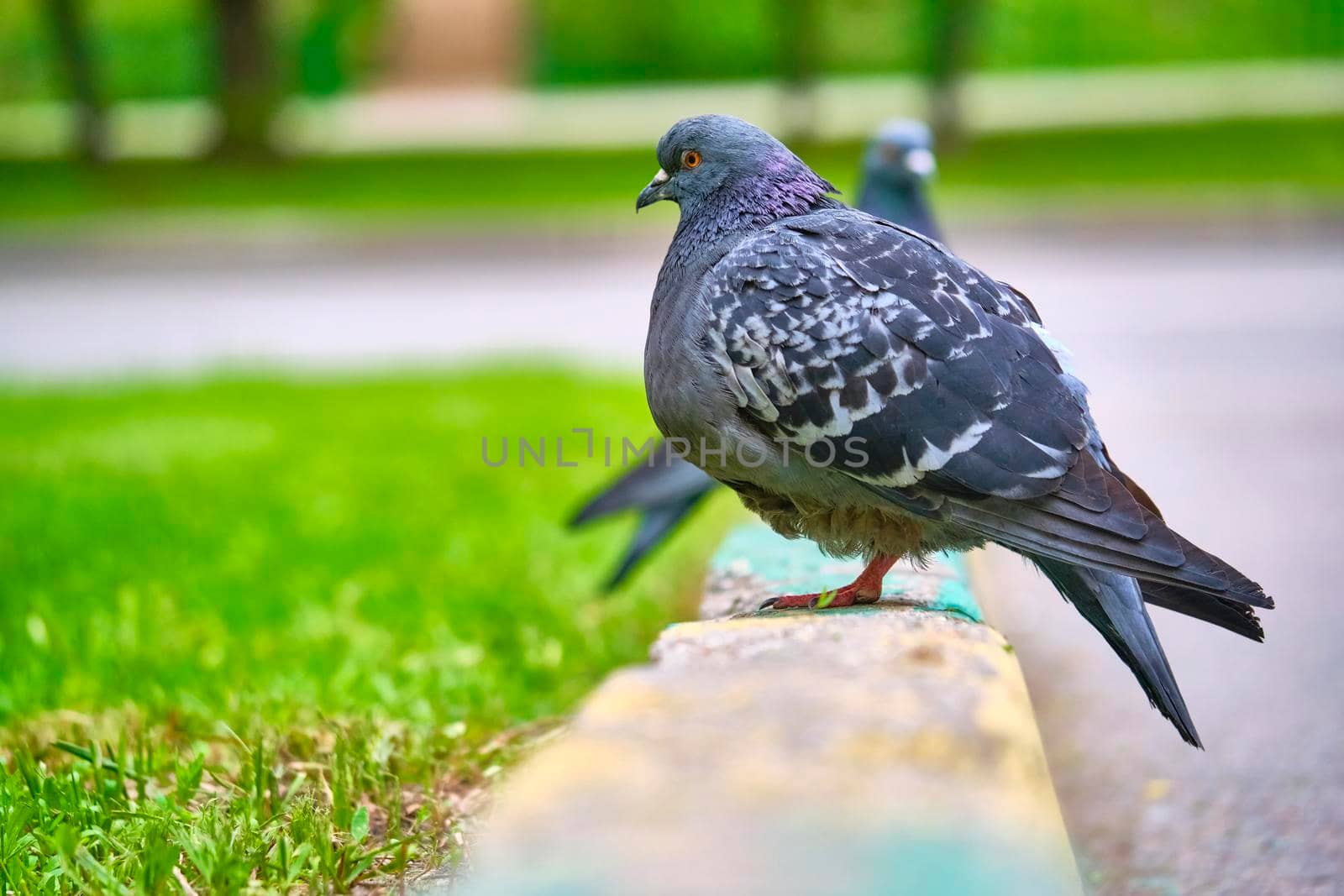 two pigeons sit on the kerb close-up by lempro