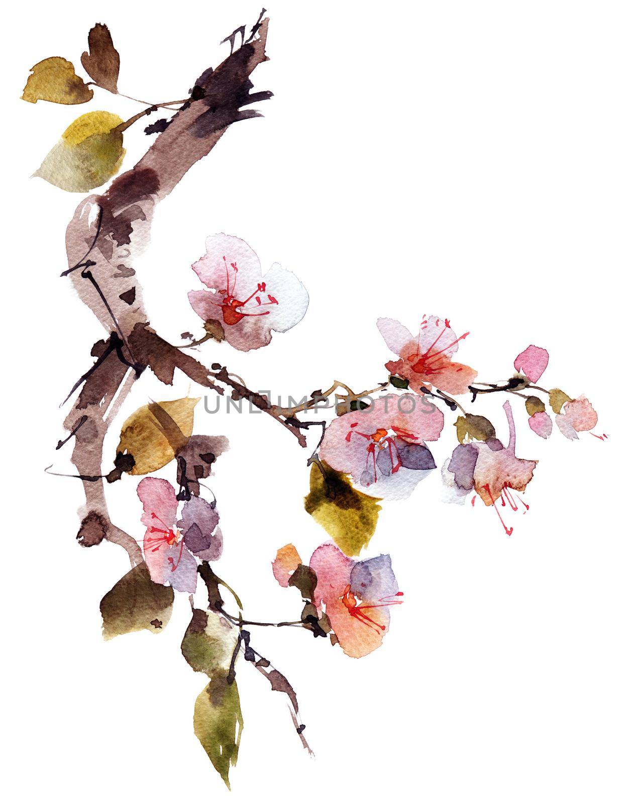 Watercolor and ink sketch - illustration of blossom sakura branch, oriental traditional sumi-e painting