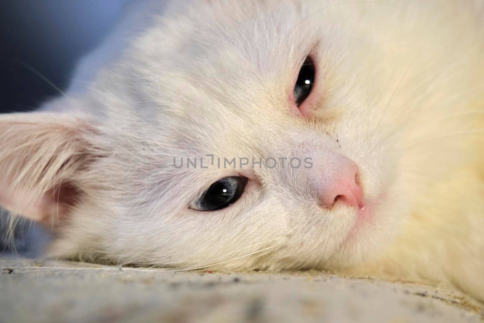 cat with yellow eyes close-up by lempro