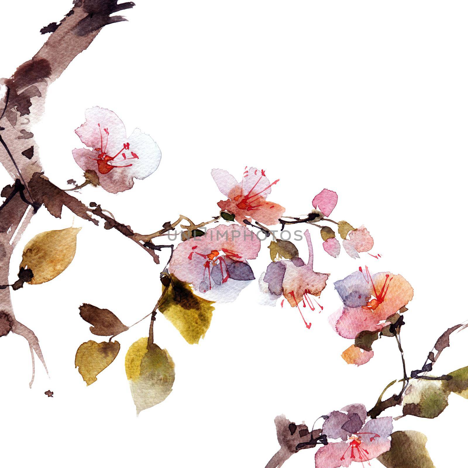 Watercolor and ink sketch - illustration of blossom sakura branch, oriental traditional sumi-e painting