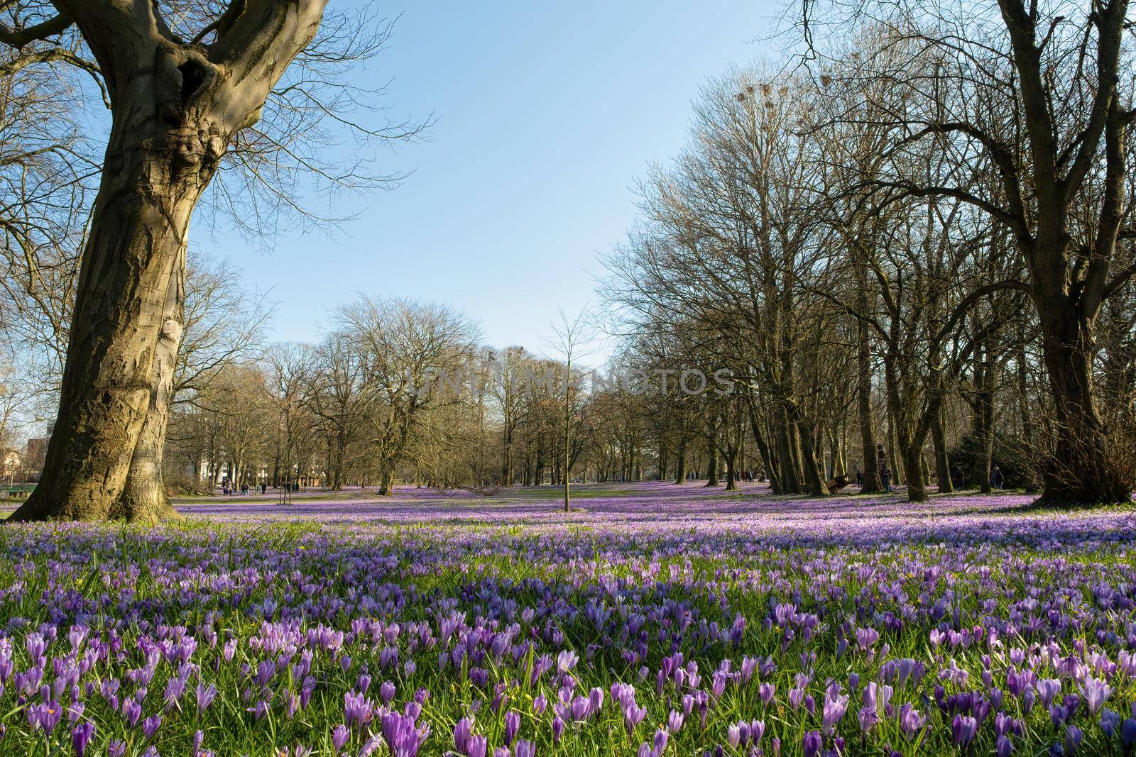 Crocus blossom in the castle park in Husum in Schleswig-Holstein, Germany, Scenic view of beautiful castle park.