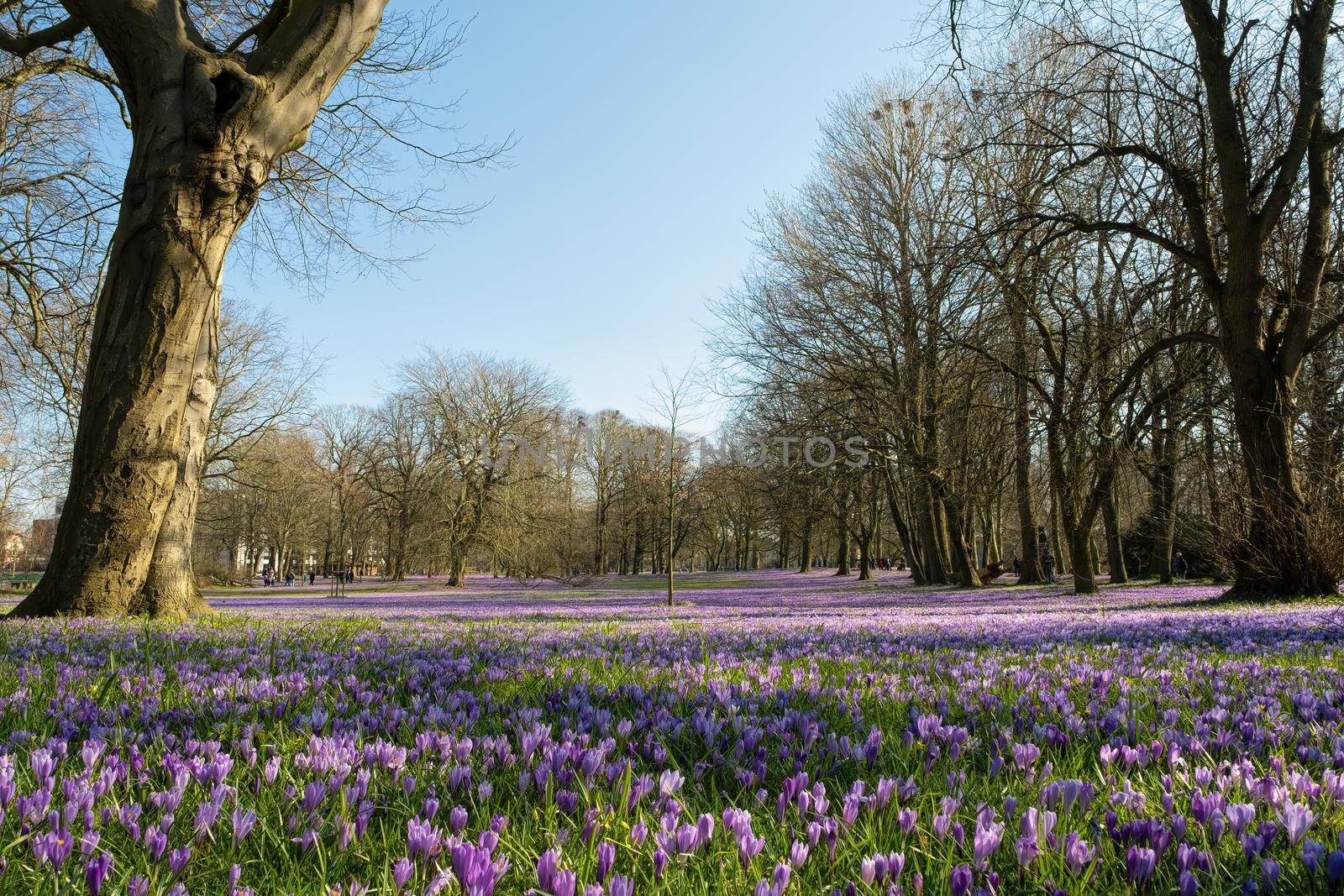 Crocus blossom in the castle park in Husum in Schleswig-Holstein, Germany. by Fischeron