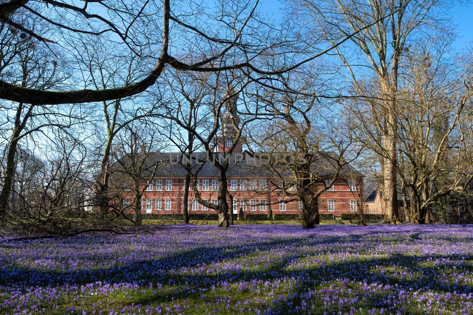 Crocus blossom in the castle park in Husum in Schleswig-Holstein, Germany, Scenic view of beautiful castle park.